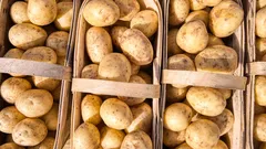 Tři koše plné zlatých brambor na farmářském trhu