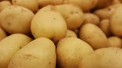 Kupice brambor na pozadí zblízka