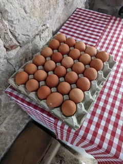 Kartón vajec na bílém pozadí